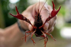 各种口味龙虾制作配方技术教程